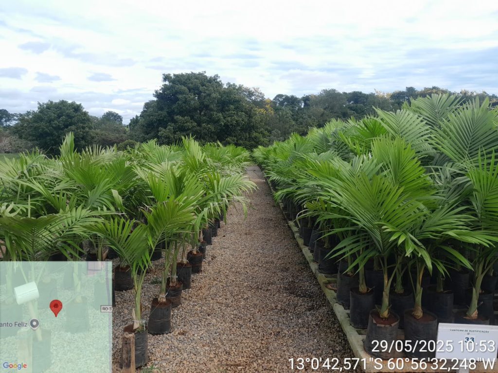 Agricultura-3-1024x768 Viveiro Municipal de Corumbiara é premiado por excelência em Preservação Ambiental